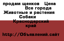 продам щенков › Цена ­ 15 000 - Все города Животные и растения » Собаки   . Краснодарский край